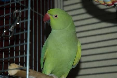 Ring nack hand tamed friendly parrot