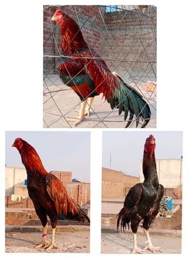 3 High Quality Aseel murgay