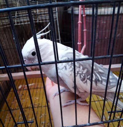 Cocktail parrot pair