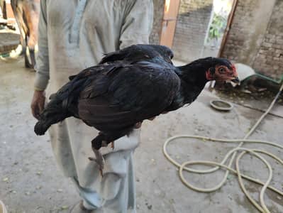 boht achi Thai Brazilian madii