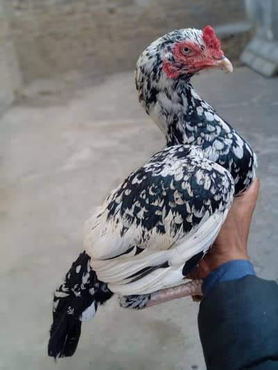 Aseel morgi Cheeni pure aseel