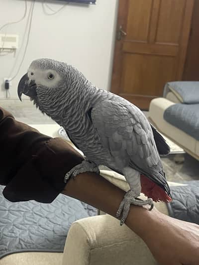 African gray for sale