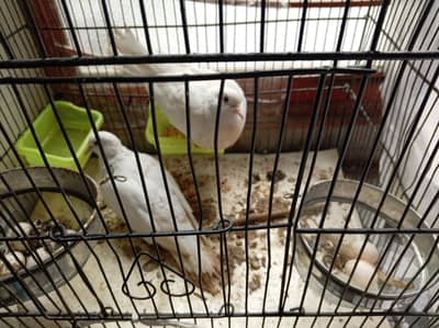 Khumry White pair 7 eggs