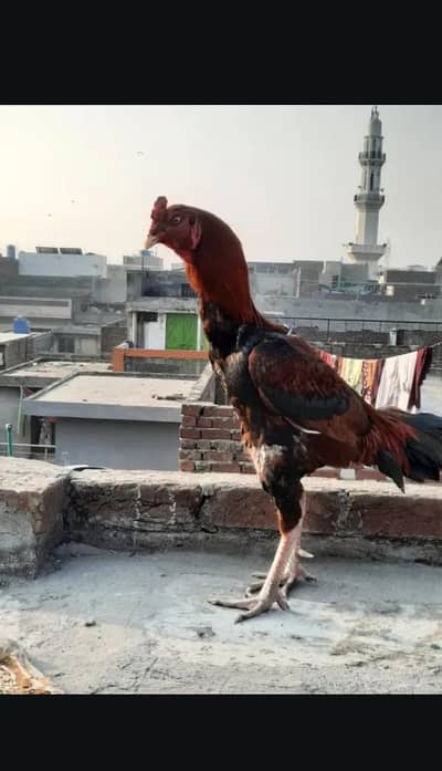 Aseel birds breeder males