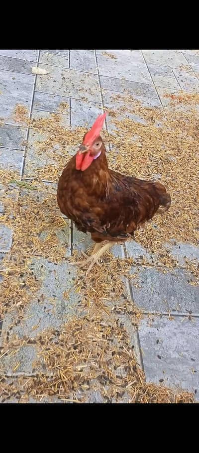 Desi murgi or ek murga