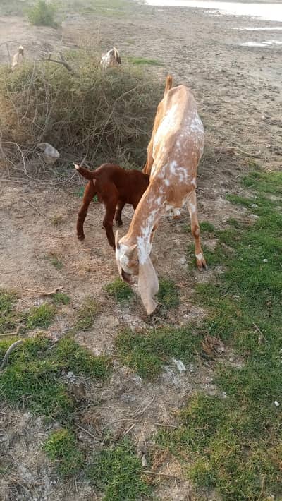 makhan chini ayk batcha nar