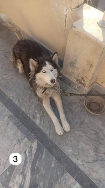 Siberian husky breeder female available for sale