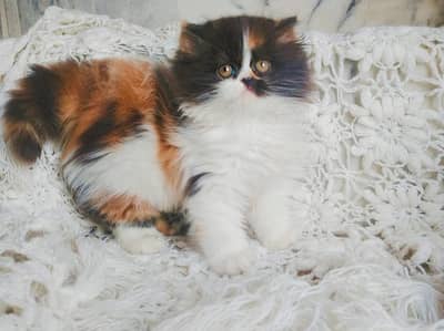 Punch face kitten for sale   WhatsApp, 03126762031