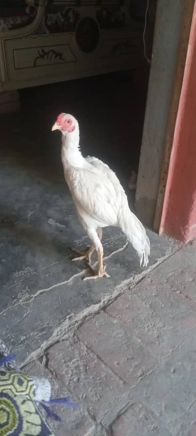 pure aseel heera patha for sale