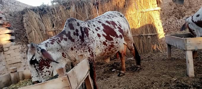 Cholistani Makhi cheeni