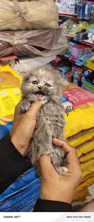 persion kitten available