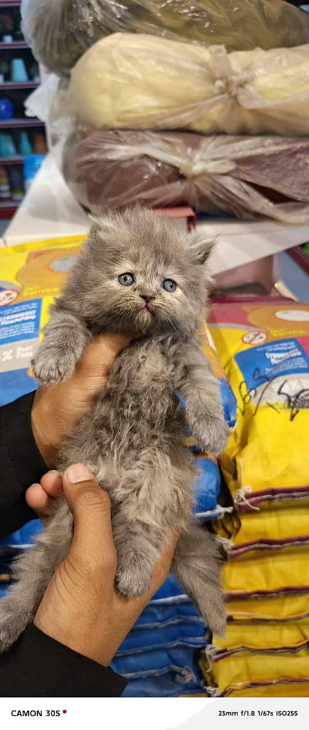 persion kitten available 1