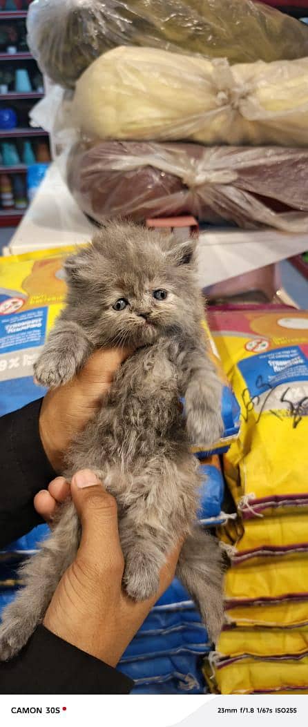 persion kitten available 2