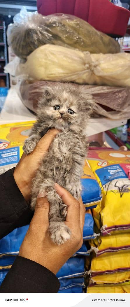 persion kitten available 3