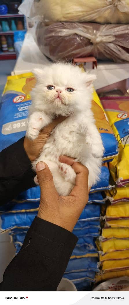 persion kitten available 4