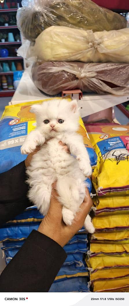 persion kitten available 5