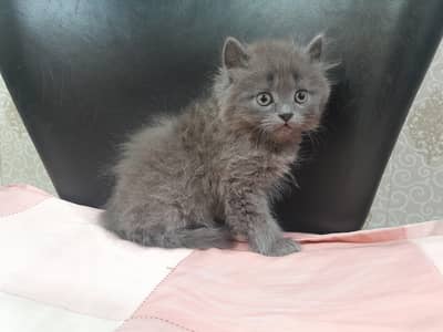 Punch face male kitten