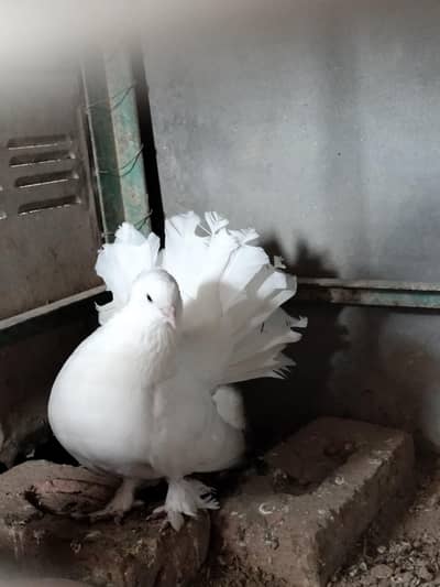 Lakkay, Pabai for sale and exchange