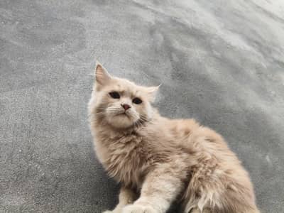 Persian Cat male