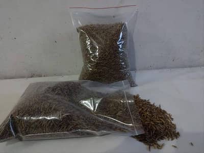 BSF Food for Chicken, Fish and Birds