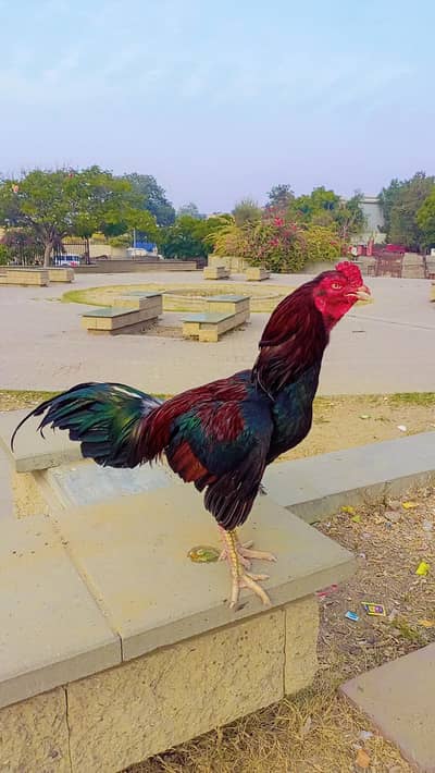 argent sale mazbot jor mazbot gardan sakht jisam