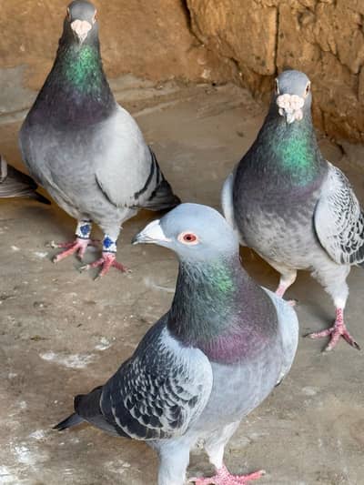 Neele kasad 2500 par