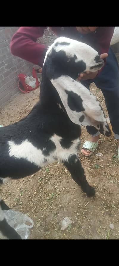 dasi bakra 03234438191