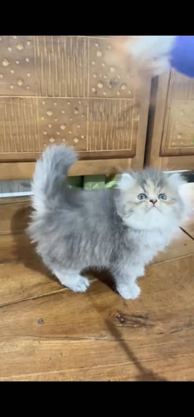 Quality Persian Punch face cat & kitten =03065316938=Whatsapp