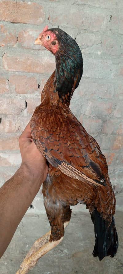 your active breed hai