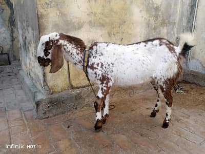 goat 3 year only one