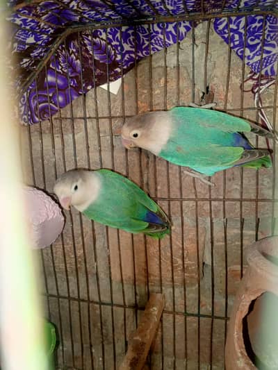 Breeder pair ha breed ki hui ha