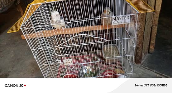 cage and cocktail pair