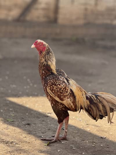 Aseel murgha for sale