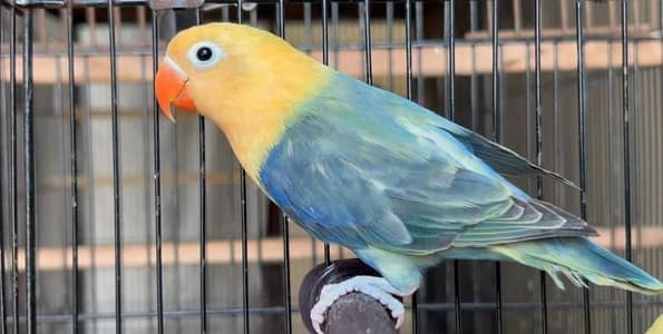 Parblue Opline split pale fellow pair