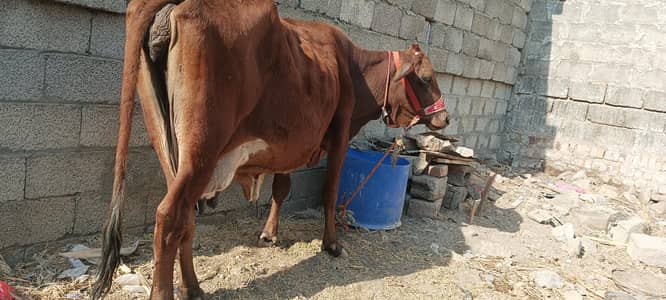 Frizen jarsi cross cow