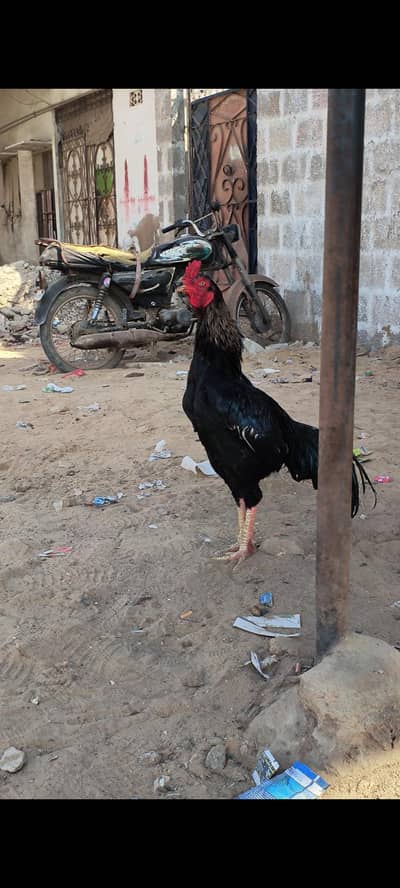 Mushka sawa top quality