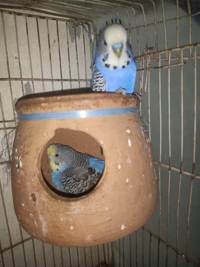 Active Blue Budgie Breeding Pair