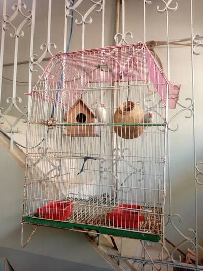 wahite jawa pair for sale