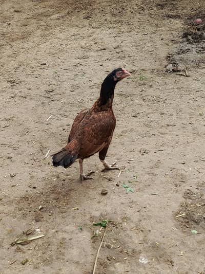 ASEEL Madi Mazbut Thuke hue gnd jor me