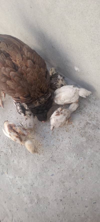 Pure High Quality chicks for sale