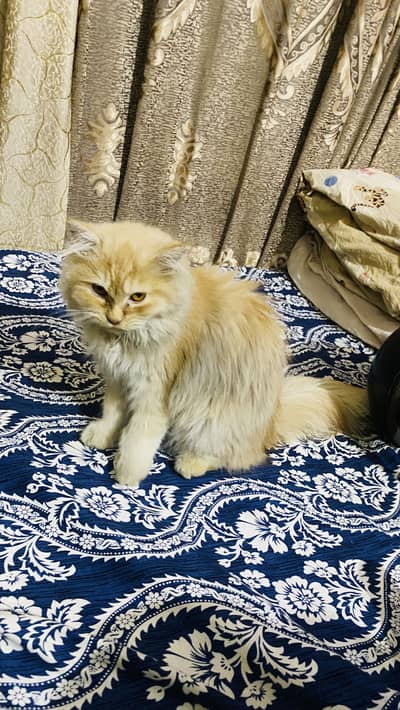 Persian cat / triple coat / vaccinated
