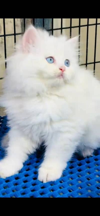 Quality Persian Punch face cat & kitten =03065316938=Whatsapp