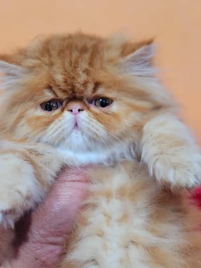 Pure punch and piki face kittens