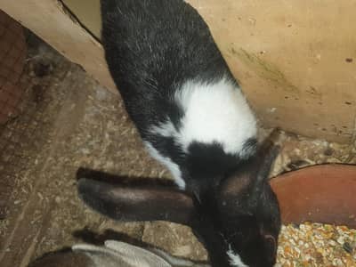 Rabbits for sale 1 male 2 female