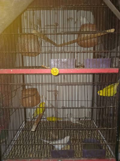 budgies breeder pair