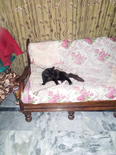 black Billa yellow  eyes