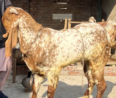 Makhi cheena goat bakra male