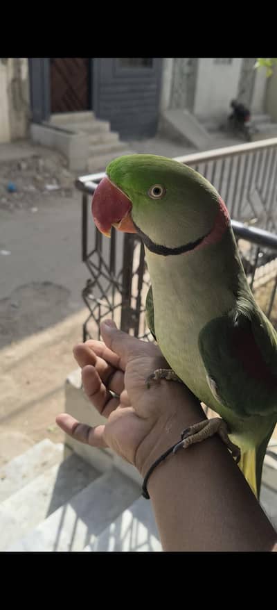 kashmiri raw parrot hand tame