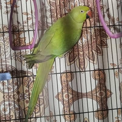 Talking krti h . . . . . .