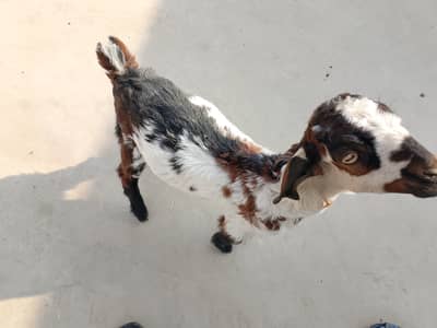 Little goat for sale